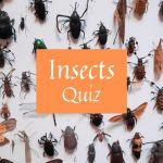 Insect Quiz