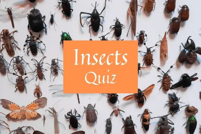 Insect Quiz