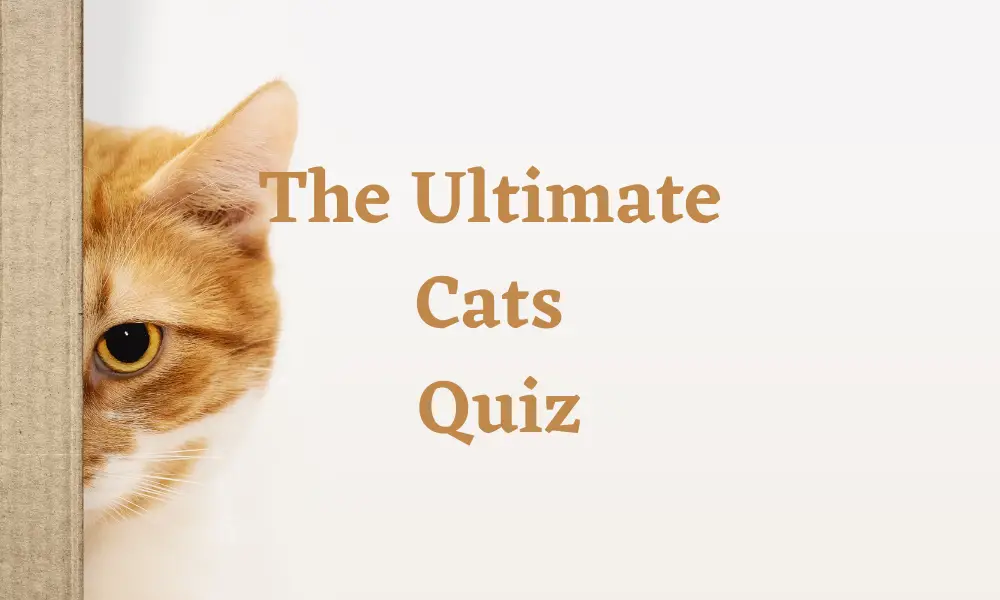 Cats Quiz - 50 Cat Trivia Questions & Answers