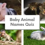 Baby Animal Names Quiz