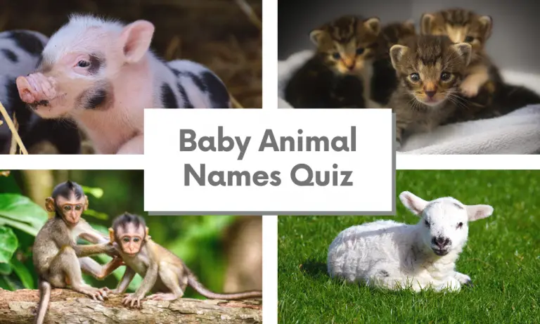 Baby Animal Names Quiz