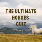 Horses Quiz