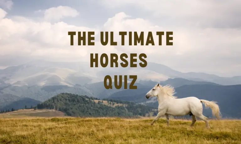 Horses Quiz