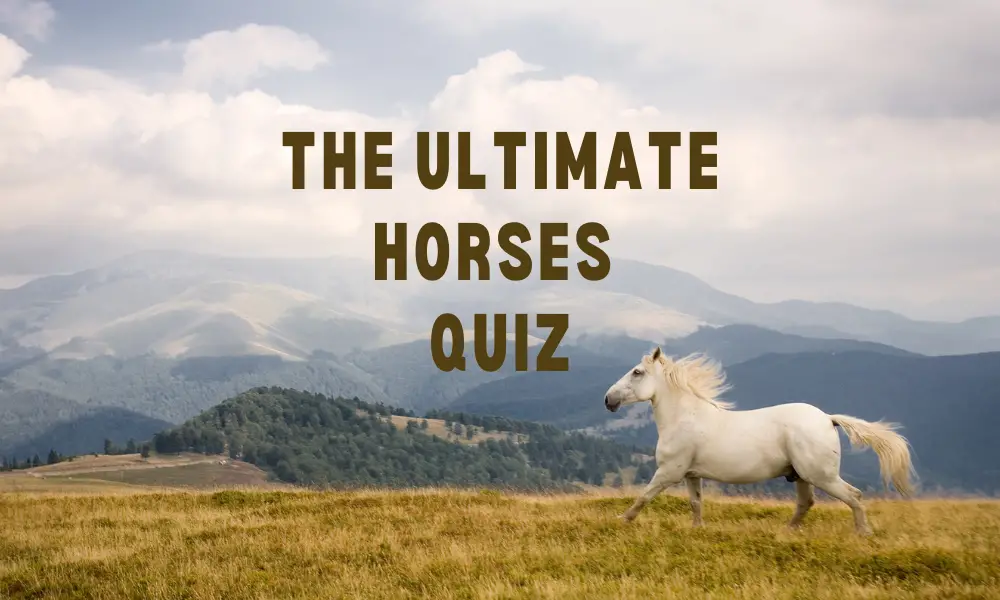 Horses Quiz: 50 Horse & Pony Trivia Questions & Answers 2023