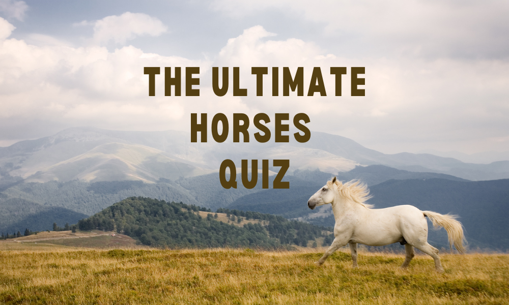 horse knowledge quiz